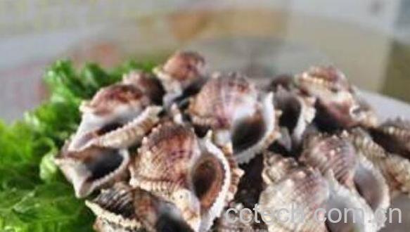 角螺的功效与作用-1