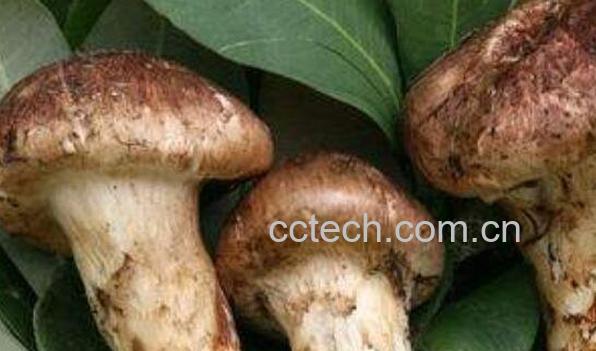 老人头菌的功效与作用-1