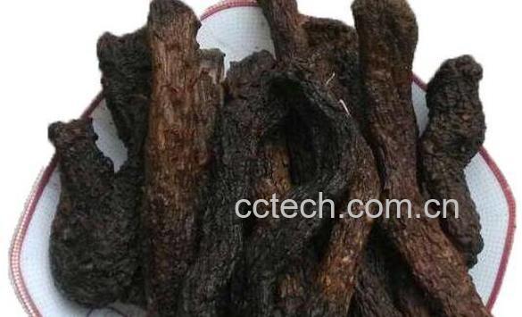 肉松茸有什么功效 肉松茸的功效与作用-0