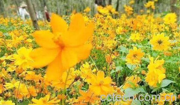 山黄花的功效与作用-1