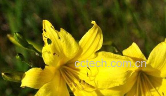 山黄花的功效与作用-0