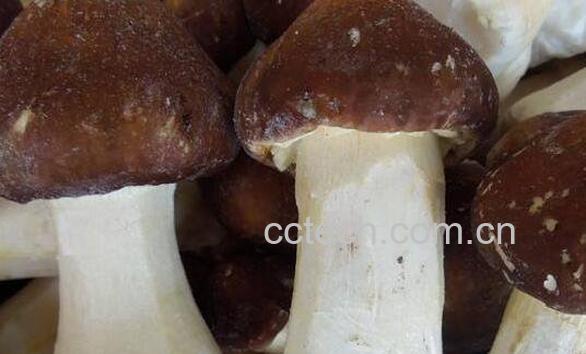 雪山松茸有什么功效 雪山松茸的功效与作用-1