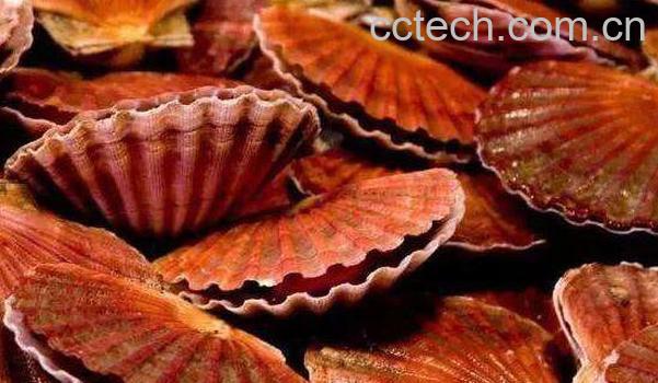 海鲜红贝的功效与作用 红贝的食用方法-0