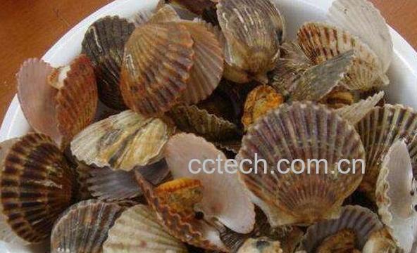 扇贝的营养价值及功效-0