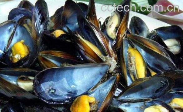 海虹的营养价值及功效-0