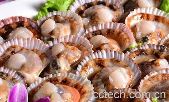 扇贝的营养价值及功效-1