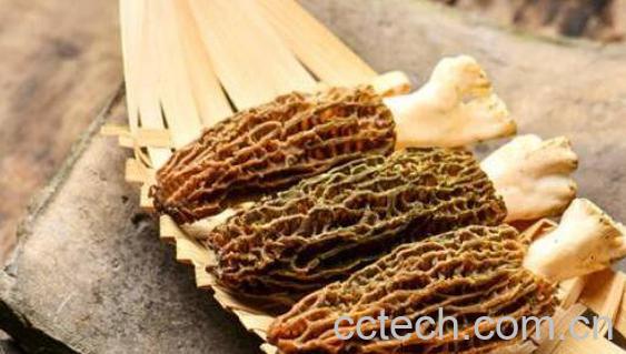 羊肚菌的功效与作用-1