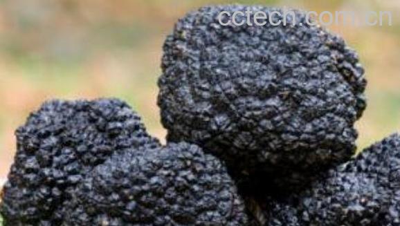 黑松露的功效与作用 黑松露怎么吃最好-0