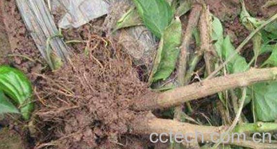 辣椒根有什么药用作用-0