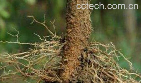 辣椒根有什么药用作用-1