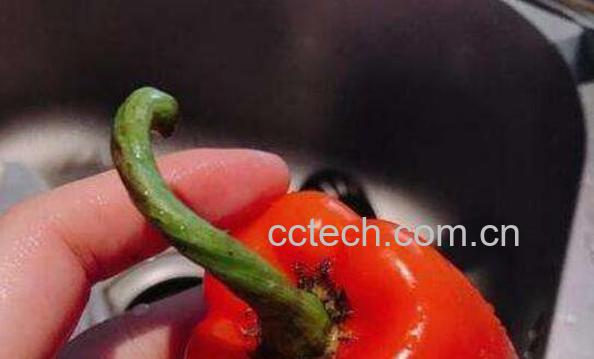 辣椒柄的功效与作用 辣椒柄的药用价值-1