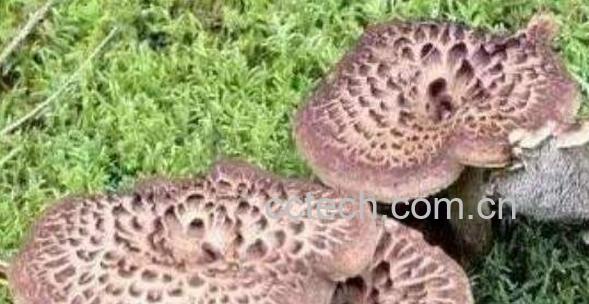 獐子菌的功效及作用 獐子菌的禁忌-1