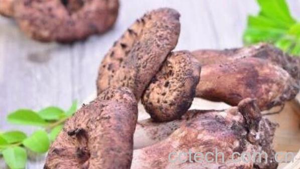 獐子菌的功效及作用 獐子菌的禁忌-0