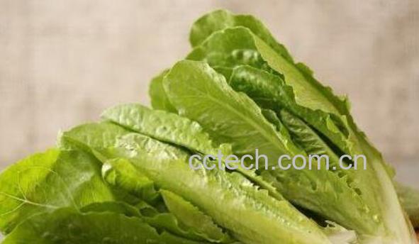 罗马生菜的功效与作用-0