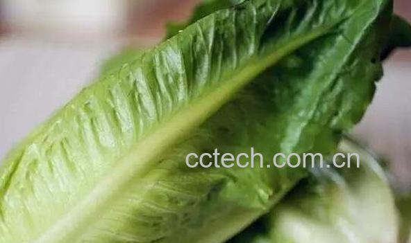 罗马生菜的功效与作用-1