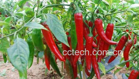 辣椒柄有什么作用 辣椒柄作用介绍-0
