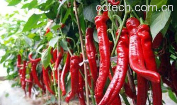 辣椒柄有什么作用 辣椒柄作用介绍-1