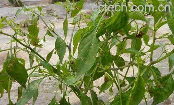 辣椒根煮水功效与作用-0