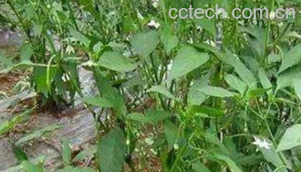 辣椒根煮水功效与作用-1