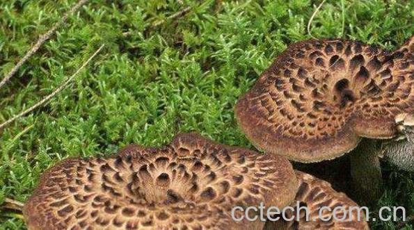  虎掌菌的功效与作用-0