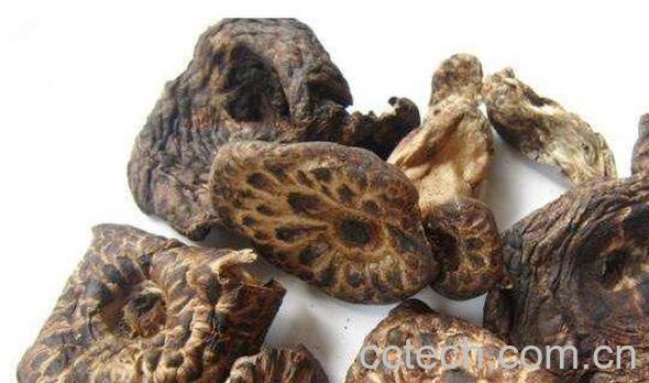  虎掌菌的功效与作用-1