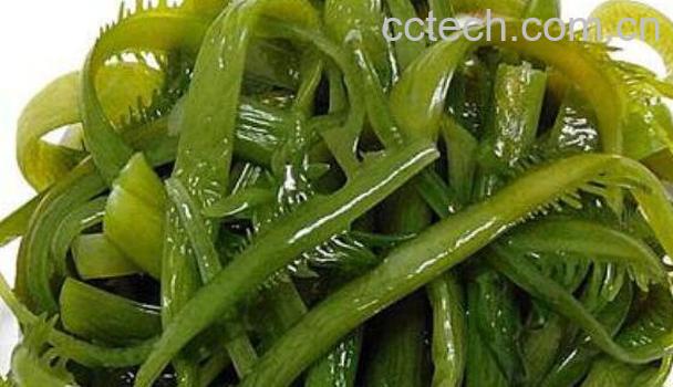 裙带菜和海带的区别-0