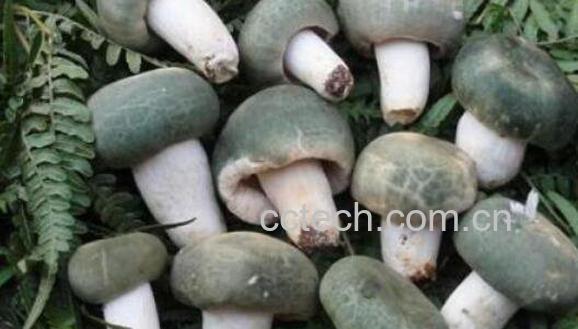 青头菌的功效与作用 青头菌的食用方法-0