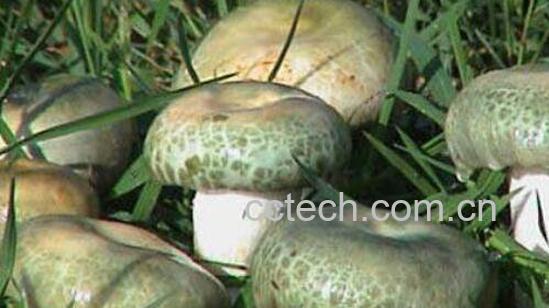 青头菌的功效与作用 青头菌的食用方法-1