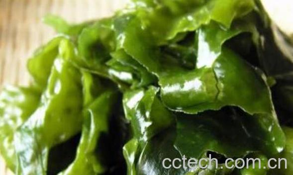裙带菜和海带的区别-1