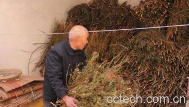 辣椒杆有什么用处 辣椒杆粉碎后做什么用-0