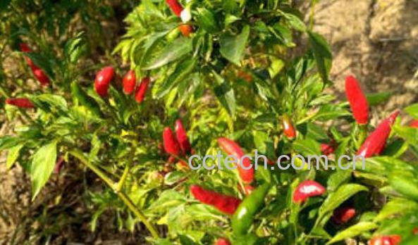 辣椒杆有什么用处 辣椒杆粉碎后做什么用-1