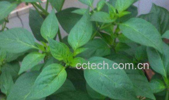 野辣椒叶的功效与作用-0