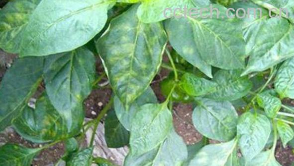 野辣椒叶的功效与作用-1