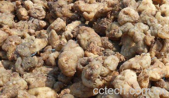 老虎姜的功效与作用 老虎姜的药用价值-1