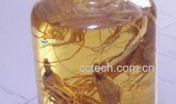 爬岩姜泡酒的作用 爬岩姜泡酒有什么功效-1