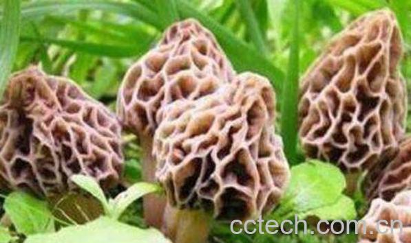 羊肚菌的功效与作用 吃羊肚菌的好处-1