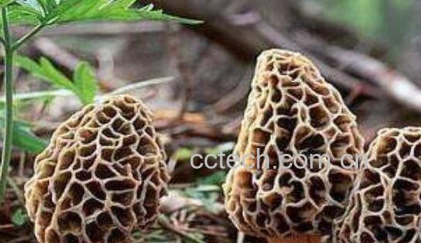 羊肚菌的功效与作用 吃羊肚菌的好处-0