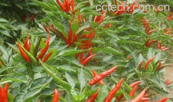 小米椒挑选 挑选小米椒的方法技巧-0