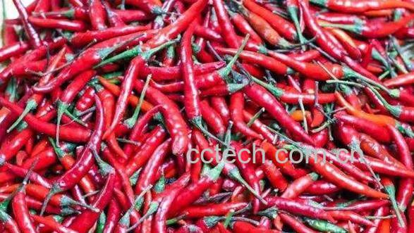 小米椒挑选 挑选小米椒的方法技巧-1