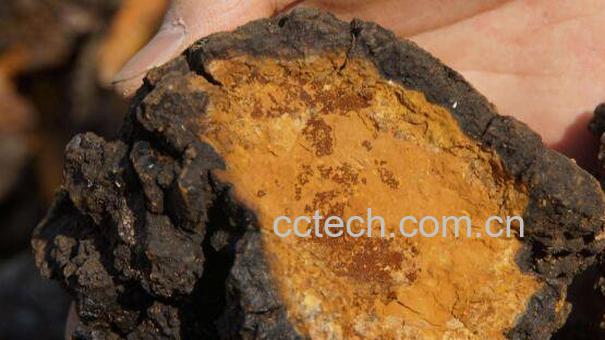 桦树茸的功效与作用 桦树茸的副作用-0