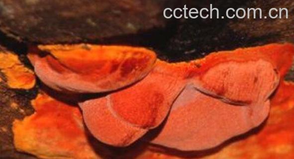 牛樟芝的功效与作用 牛樟芝的药用价值-0