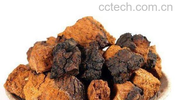 桦树茸的功效与作用 桦树茸的副作用-1