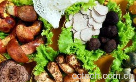 野生菌的功效与作用 常见野生菌有哪些-0