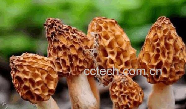 野生菌的功效与作用 常见野生菌有哪些-1