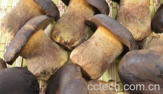 牛肝菌的功效与作用-0