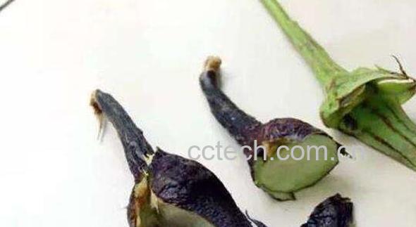 茄子头煮水的功效与作用-0