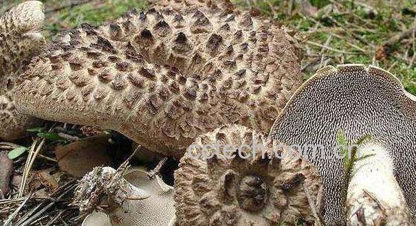 獐子菌的功效及作用 吃獐子菌的好处-0