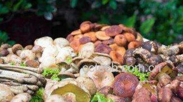 云南野生菌的功效与作用 云南野生菌的禁忌-0