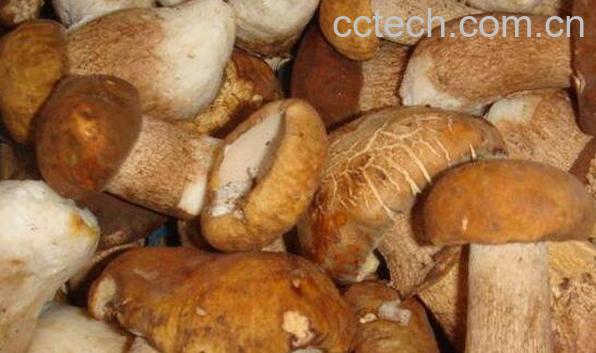 云南野生菌的功效与作用 云南野生菌的禁忌-1