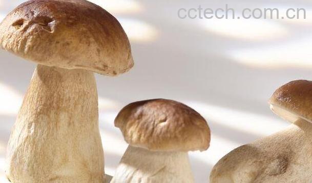 牛肝菌的功效与作用 吃牛肝菌的好处-1